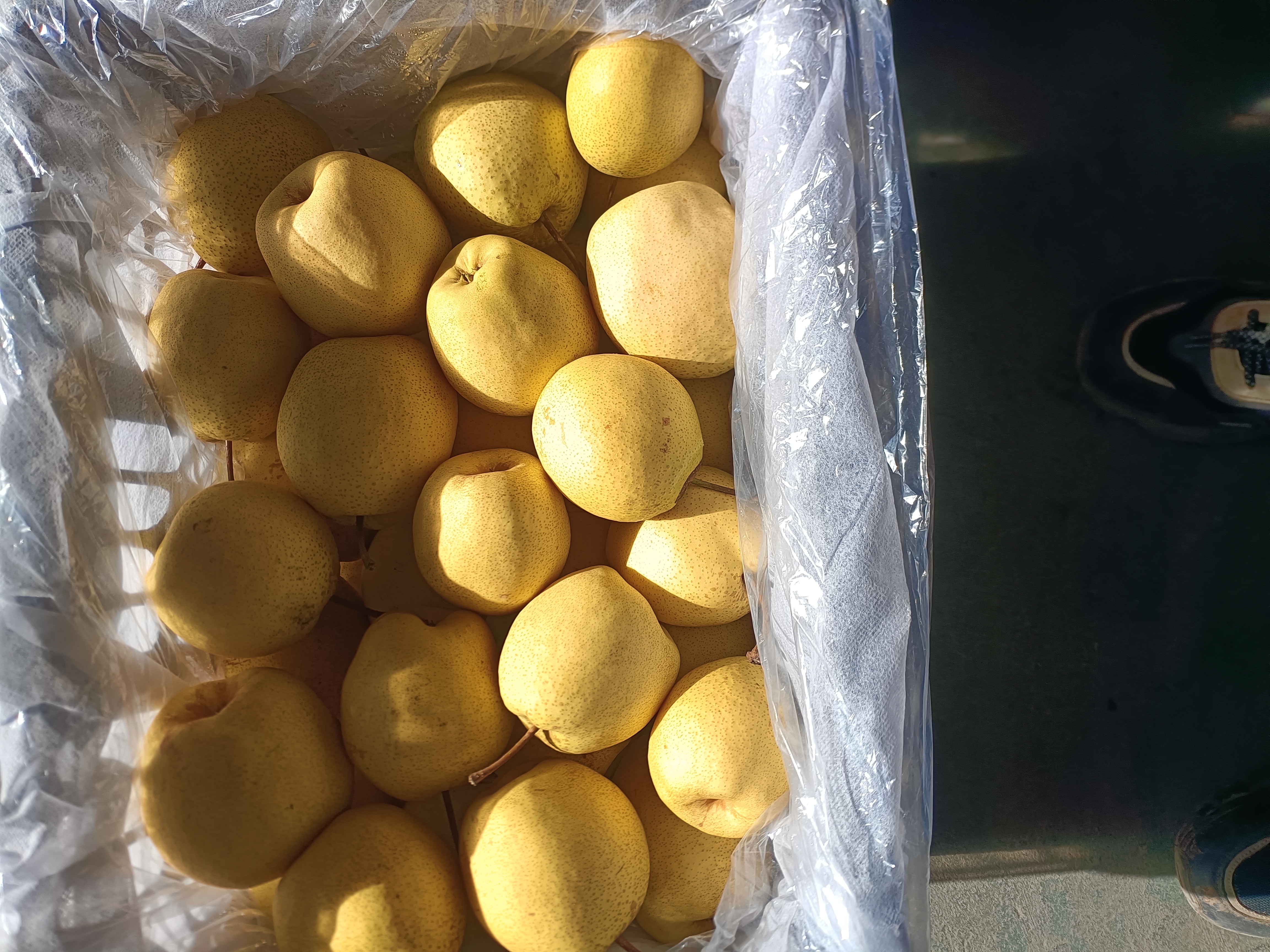 产科医生手持砀山酥梨与营养成分图表，在诊室白板前为孕妇讲解食用要点，白板标注‘GI=36’‘K=208mg/100g’‘果胶0.92g’等核心数据