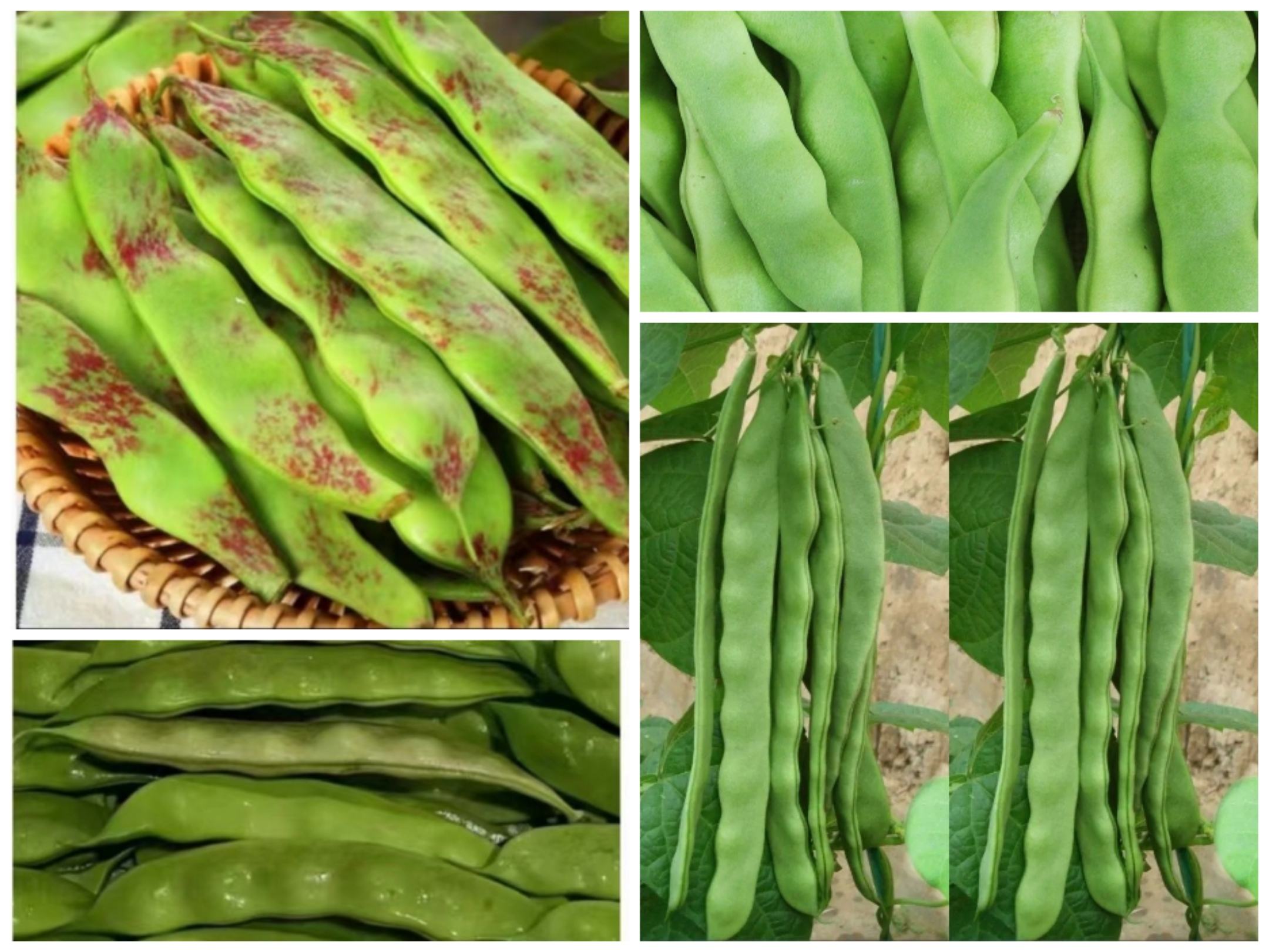 图示展示四季豆(Phaseolus vulgaris)与龙豆(Vigna unguiculata subsp. sesquipedalis)的植物学分类路径,左侧为四季豆的科-属-种结构,右侧为龙豆的对应结构,突出显示‘菜豆属’与‘豇豆属’的分化节点,并配有典型植株线条图 植物分类对比图