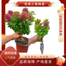 三角梅种苗塔红三角梅云南基地供应塔类勤花品种