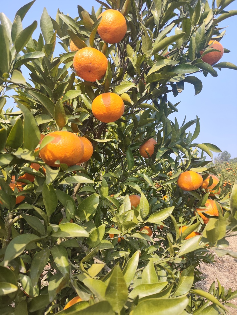 晚芦碰柑走车价085元斤