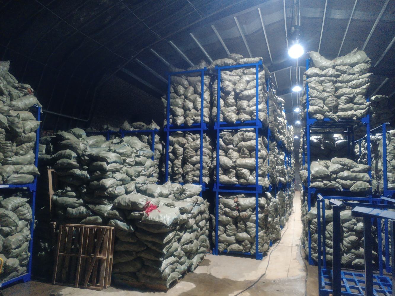 现代化甘薯清洗分级生产线