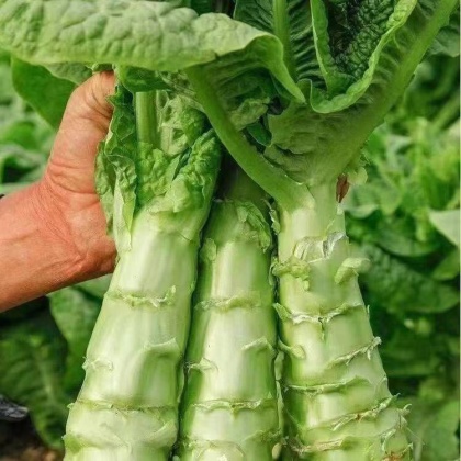 精品红叶莴笋 大量供应 品质保证 视频