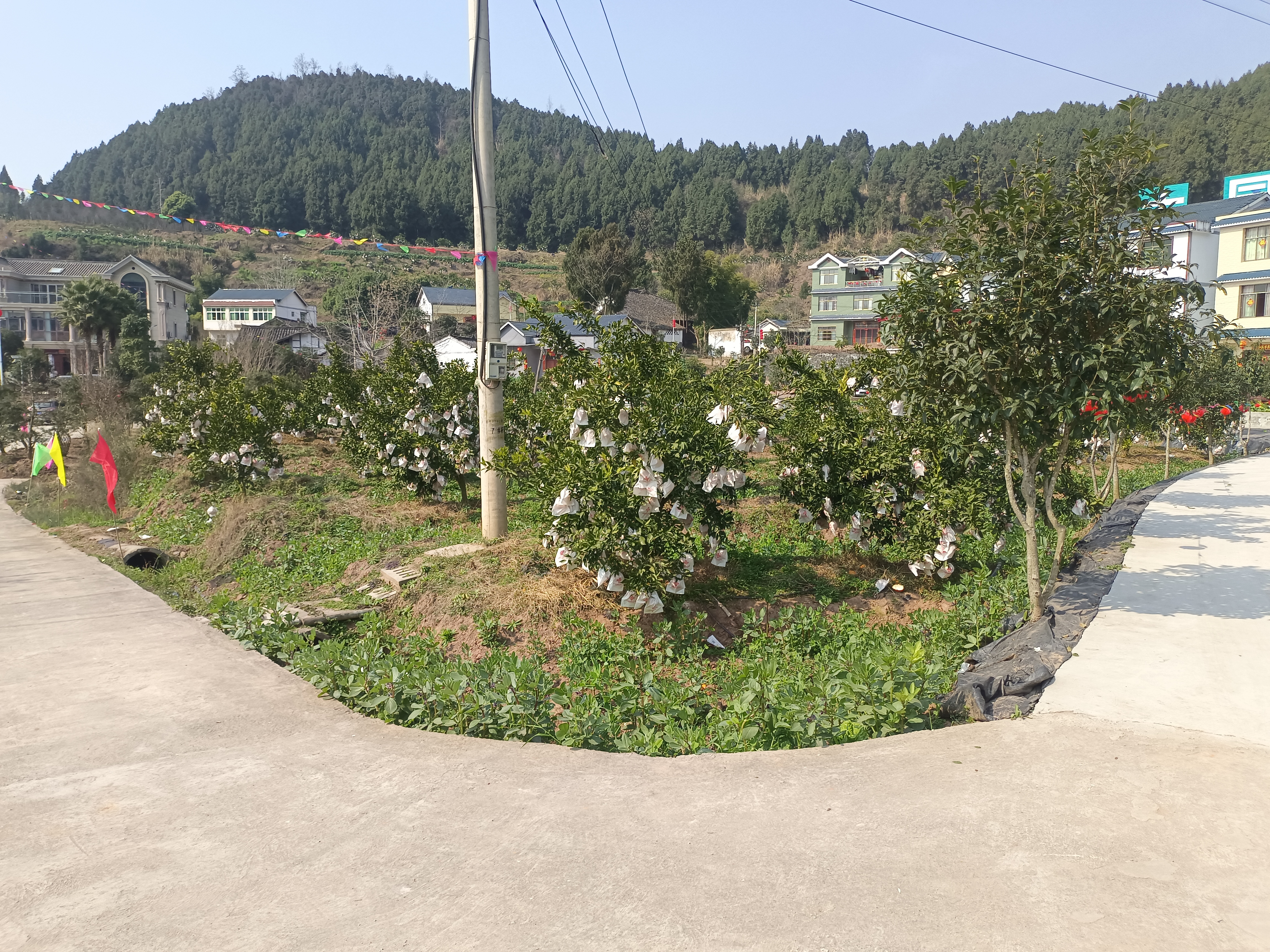 无人机高空俯拍画面:连片的春见柑桔园呈规则网格状分布于丘陵地带,行距整齐,滴灌管道隐约可见。部分果树悬挂黄色粘虫板,树冠浓绿,果实累累,部分已完成套袋处理,呈现白色点阵效果。远处有农业服务中心建筑,标注‘丹棱县国家现代农业产业园’字样 四川丹棱县春见柑桔现代化果园航拍图