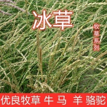 冰草种子羽牧草护坡牧草种籽工程绿化防风沙固土耐寒耐旱草籽