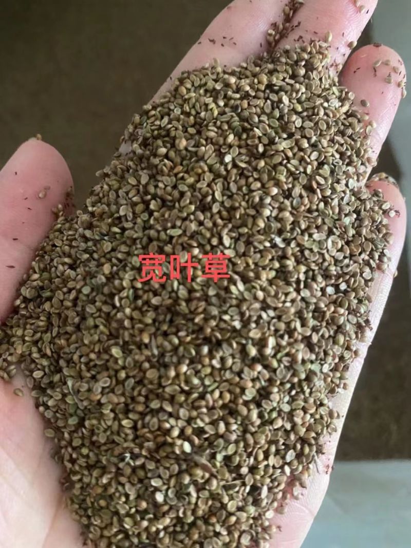 宽叶雀稗百喜草种子耐盐碱护坡固土边坡绿化耐热耐旱夏季草种