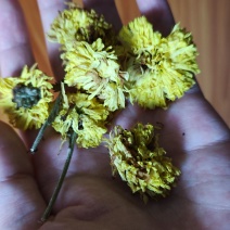 湖南自然晾晒，菊花干货