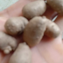 山药豆