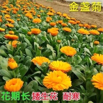 金盏菊种子金盏花常春花期长花海园林庭院景观盆栽花卉耐旱花