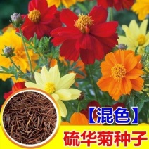 硫华菊花种子四季易播种成活的植物种子庭院阳台绿化景观花草
