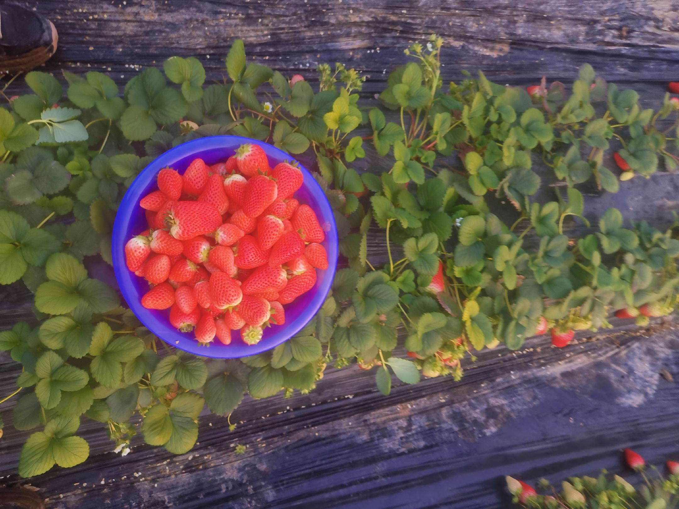 家庭阳台种植奶油草莓场景
