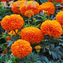 万寿菊种子，菊花种子四季易活混色臭芙蓉花种籽子蚊虫盆栽花