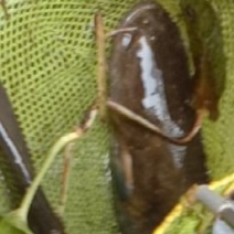 鲶鱼
