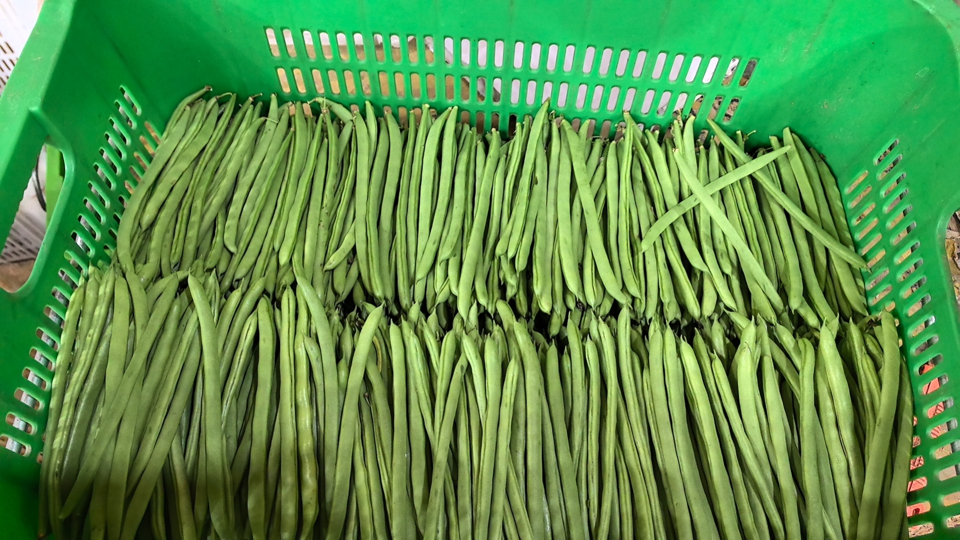 一篮子新鲜翠绿的无筋豆,背景为农家厨房 新鲜无筋豆特写