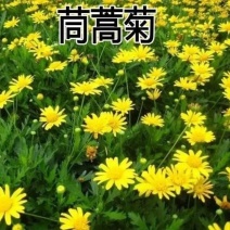 茼蒿菊种子木茼蒿多年生宿根花草种子木春菊种子景观花海易种