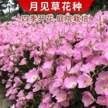 美丽月见草种子宿根多年生花籽易种易活景观花海耐寒种子草花