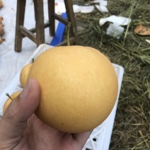 出售梨树40亩，10年树龄，丰水