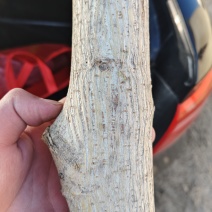 构树树干，直径20cm，目测三层楼高，刚砍一件100斤