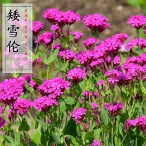 矮雪轮种子大蔓樱花地被花坛家庭院盆栽春播花卉花种子四季花
