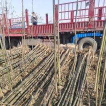 泡桐树苗2-3-4-5-6公分泡桐根桩苗泡桐种根苗全国发