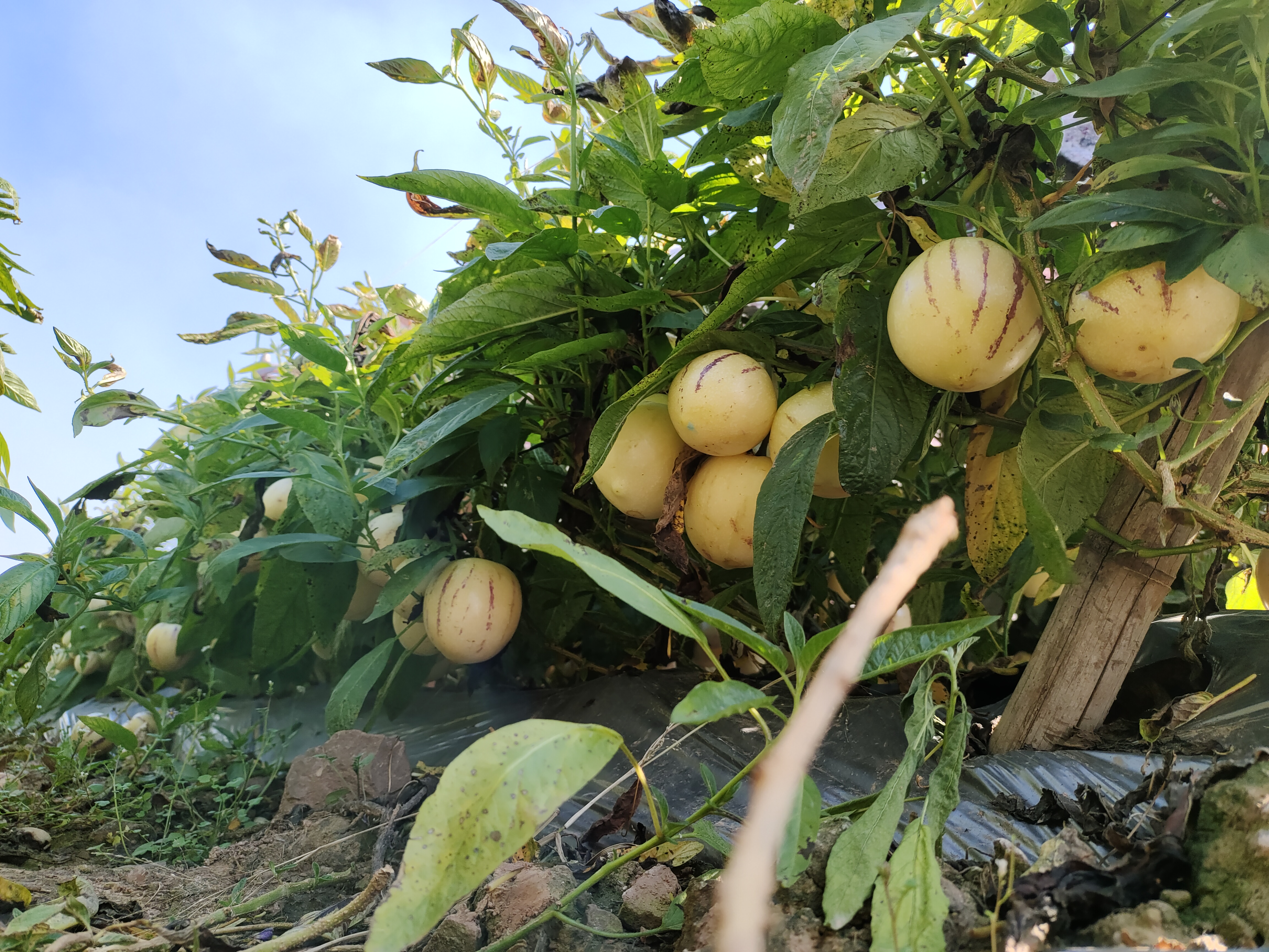 枇杷果园与人参果种植基地航拍对比