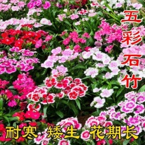 五彩石竹多年生花种子北方室外四季开花不断易种花种阳台景观