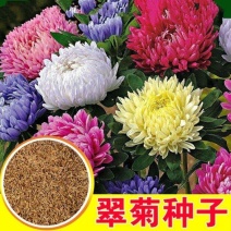 翠菊种子大花矮生庭院盆栽花卉种籽阳台绿植重瓣菊花易活四季
