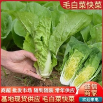 毛白菜《常年供应》快菜，小白菜，现货，阜阳太和县常年供应