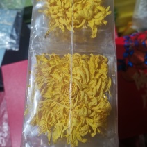 金丝皇菊茶