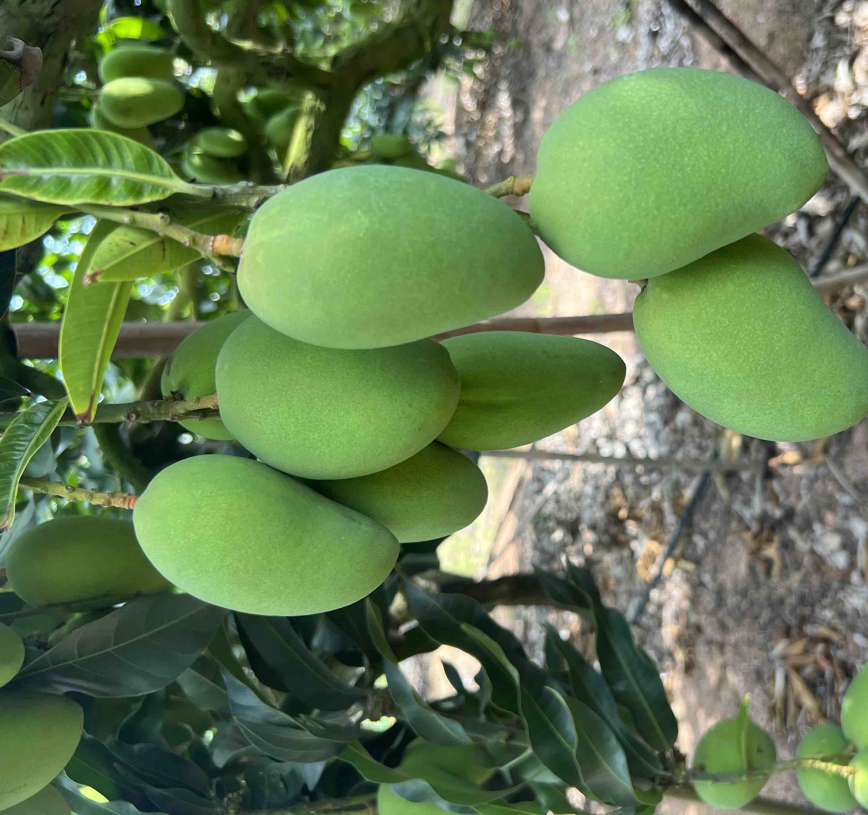 广角镜头拍摄的台农芒标准化果园实景,成排芒果树郁郁葱葱,枝头挂满成熟台农芒,果实金黄醒目,部分果实套有白色防虫纸袋,两位农户正协作采摘,一人扶梯一人剪果,地面铺有缓冲布,阳光透过树叶形成自然光斑,整体画面体现生态管理与人工精采 台农芒果园采摘实景图