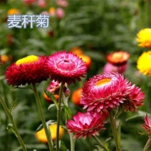 麦秆菊种子，腊菊种籽庭院景观绿化盆栽花卉室内阳台易种植观