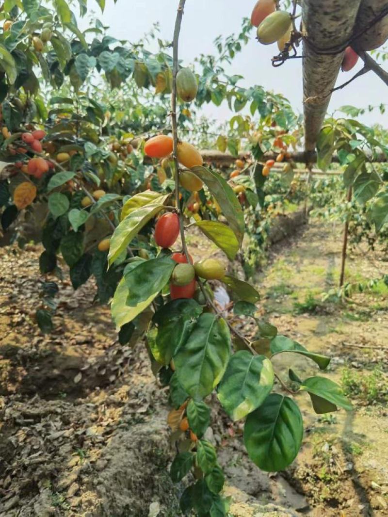 羊奶果种植基地