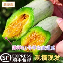 山东头茬羊角蜜甜瓜博洋甜瓜电商供货应季香瓜水果甜瓜