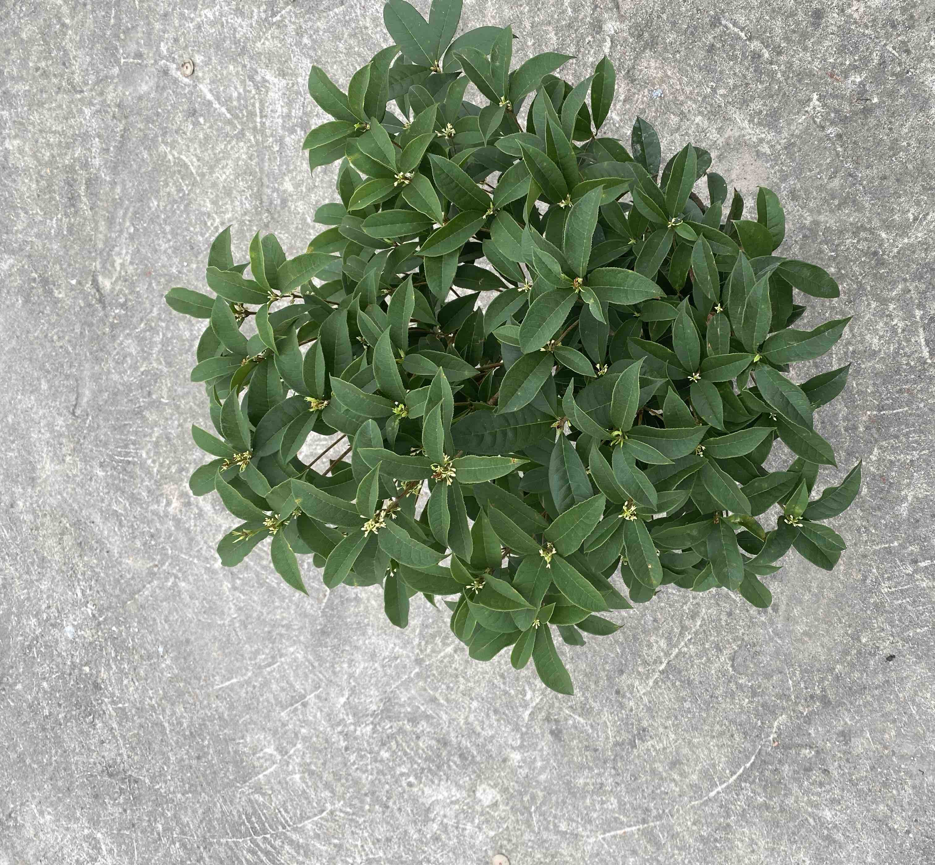 四季桂盆栽特写