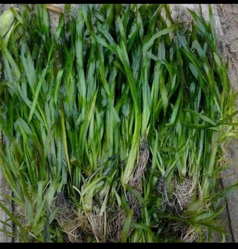 苦草马来眼子菜