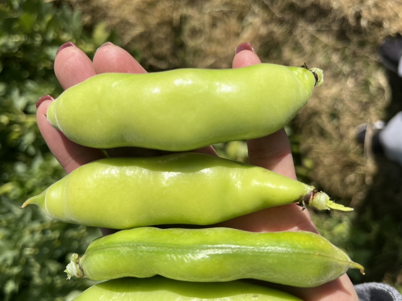 荷兰豆采收阶段,展示成熟豆荚的采摘过程 荷兰豆采收阶段实景图