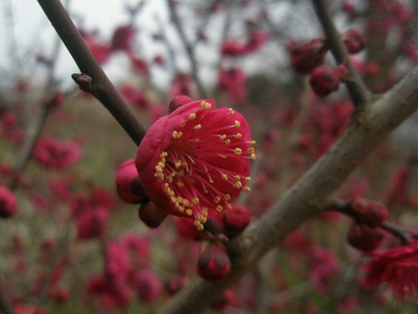 红梅与朱砂梅花朵对比