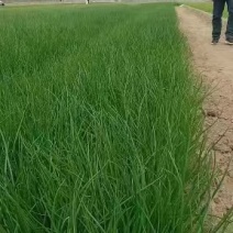 红皮球形洋葱苗