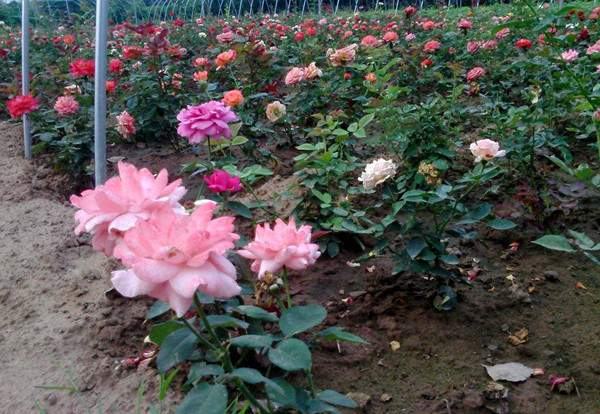 一片规模化种植的大花月季田地,整齐排列的植株形成规则几何图案,正值盛花期,粉红、黄色与白色花朵交织成彩色花毯,远处有工人正在作业 大花月季种植基地航拍