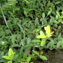 扶芳藤