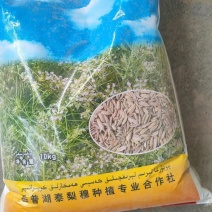 新疆本地孜然种子