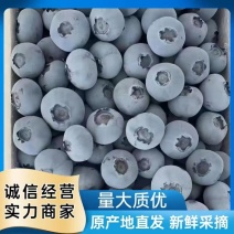 [牛]莱克西蓝莓山东蓝莓产地现货一手货源保质保量色泽美