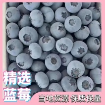 [牛]瑞卡蓝莓山东蓝莓莒县蓝莓产地现货一手货源保质保量色泽美