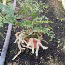 狼尾厥，厥类植物又称龙爪厥，兔脚厥，清新空气