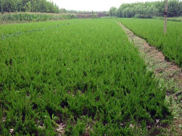 小龙柏苗圃近景