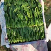 优质小叶菠菜