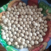 我有白果要卖