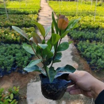 龙船花