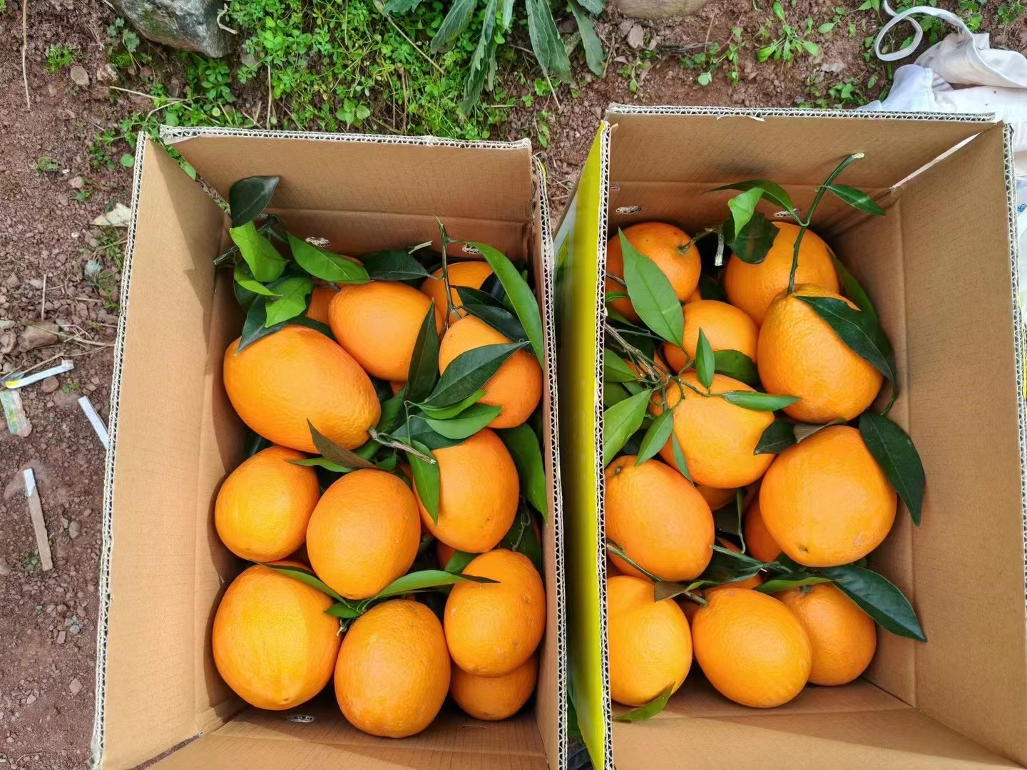 奉节脐橙分拣包装车间实景