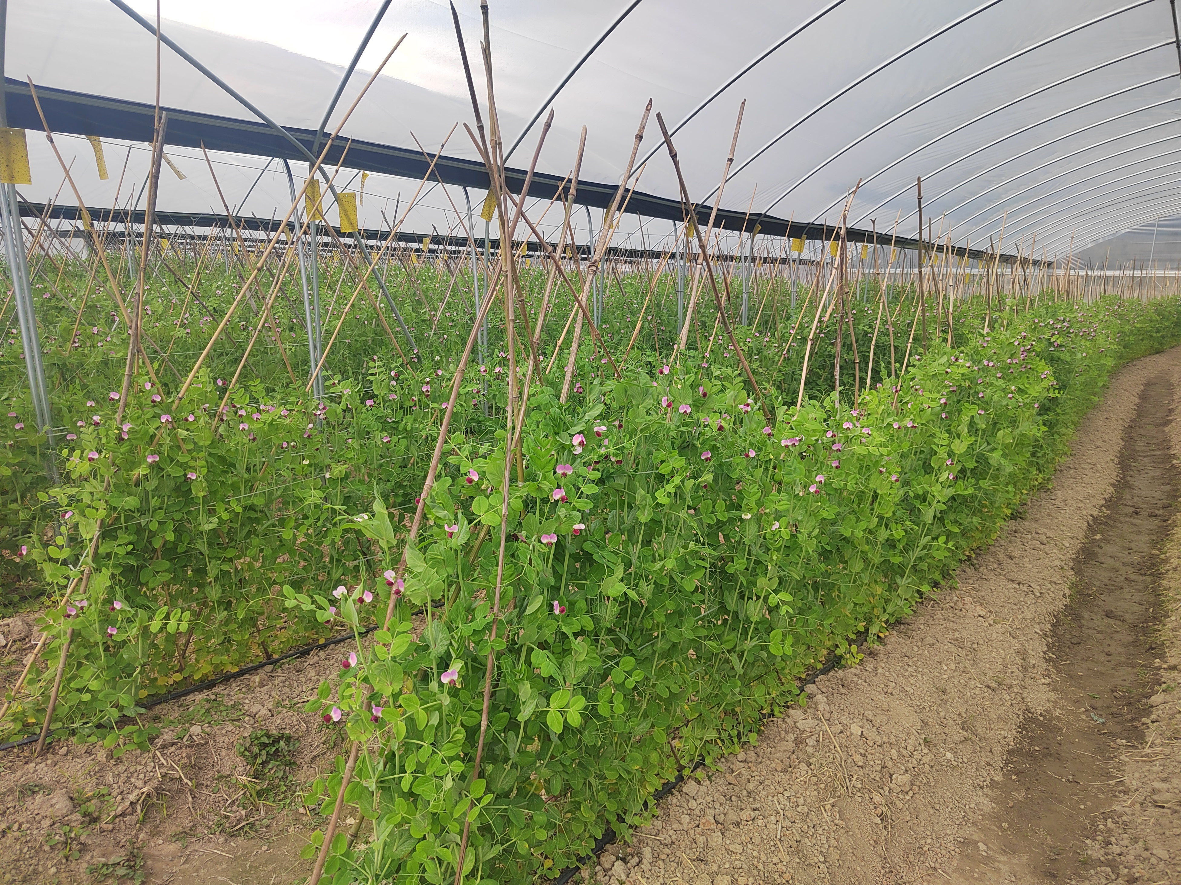 豌豆大棚种植管理