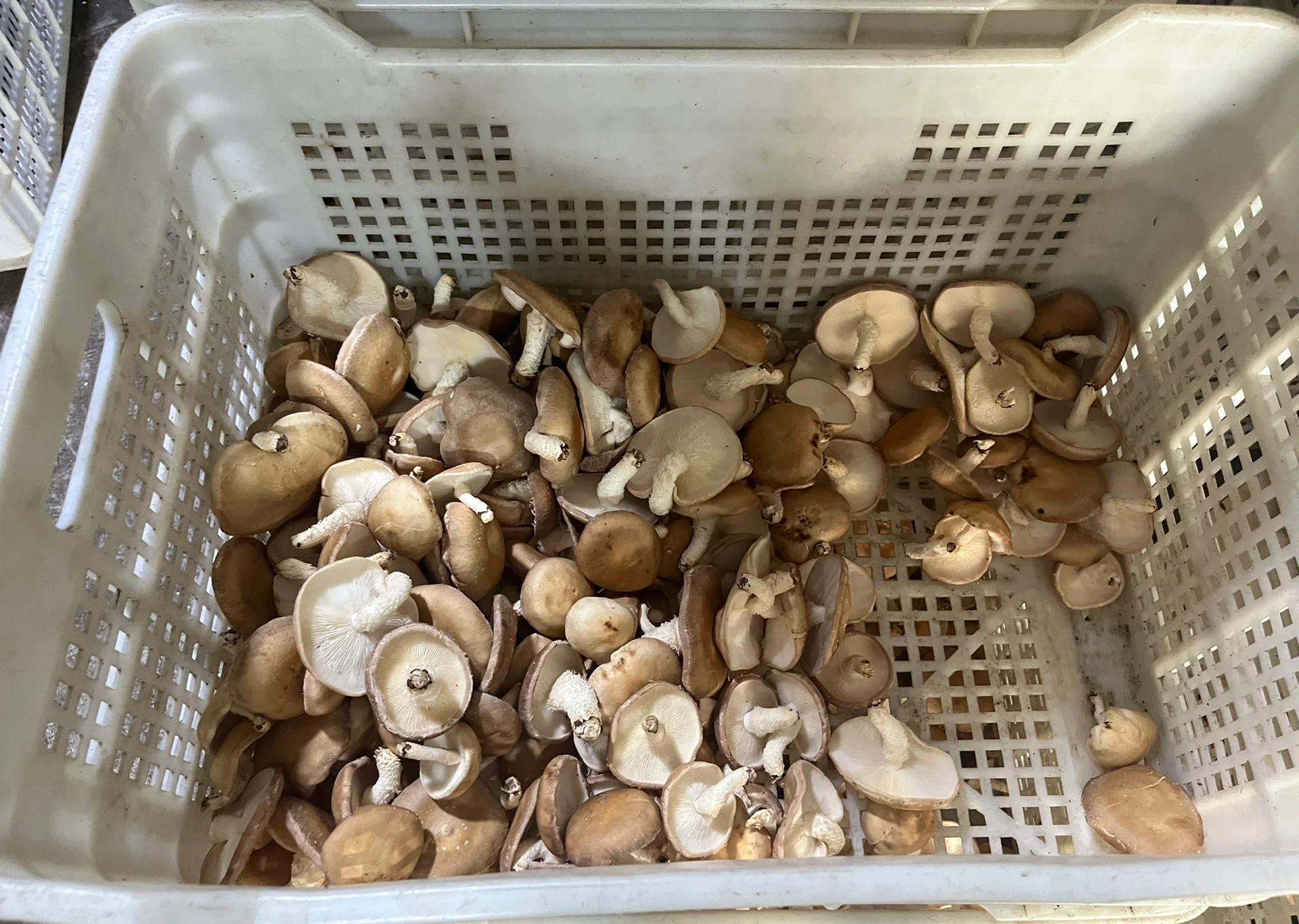 干香菇饺子成品图